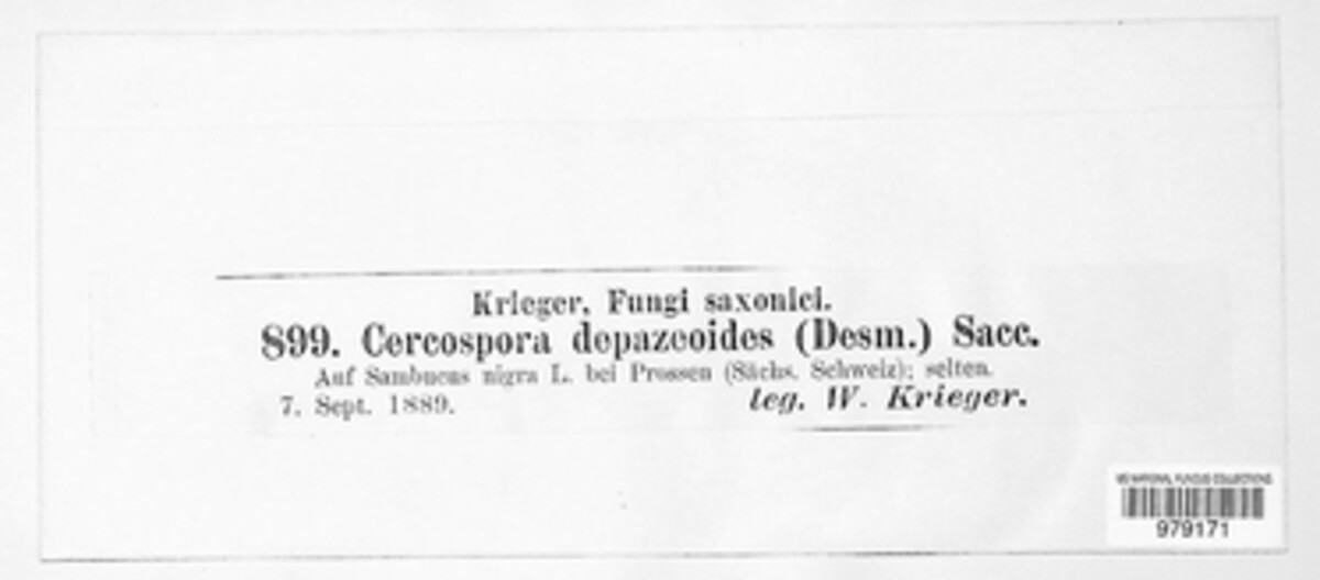 Cercospora depazeoides image